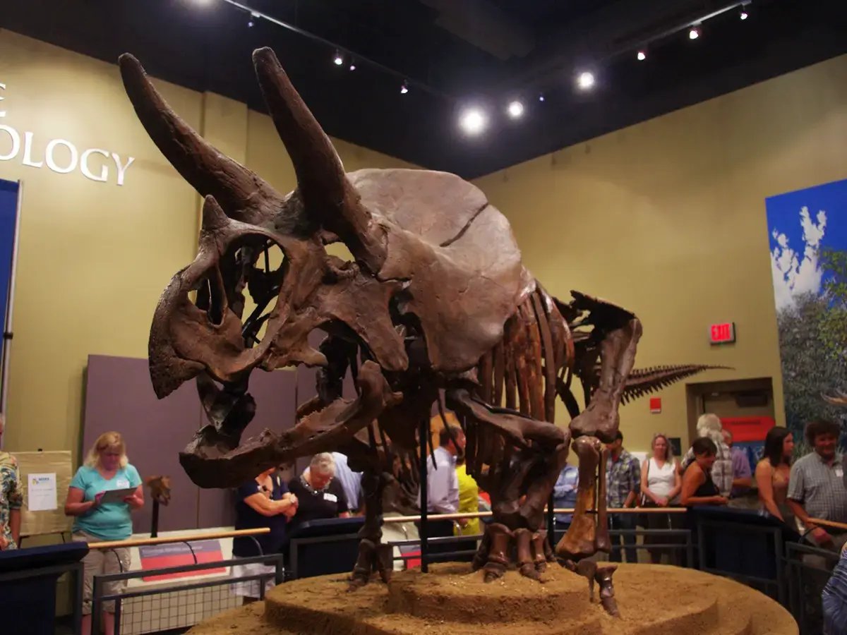 Triceratops at Burpee Museum 
